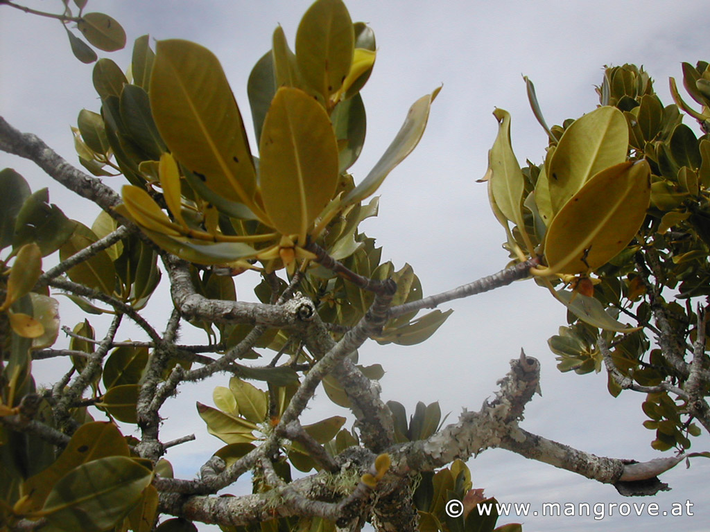 Rhizophora stylosa fruits